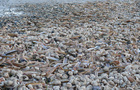 Jede Menge Seeigel am Strand