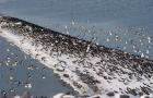 Austernfischer auf der Buhne