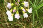 Wiesenschaumkraut