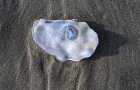 Pazifische Auster (Unterseite innen), seit den 2000ern an der Nordseekste sehr verbreitet, teilweise sehr gro