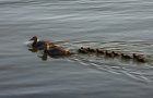 Familie Eiderente