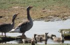 Graug�nse beim Kinderbad