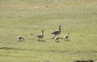 Familie Graugans