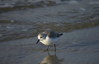 Futtersuche im Wasser