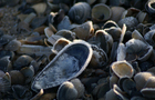 Eiskristalle an Muschelschalen