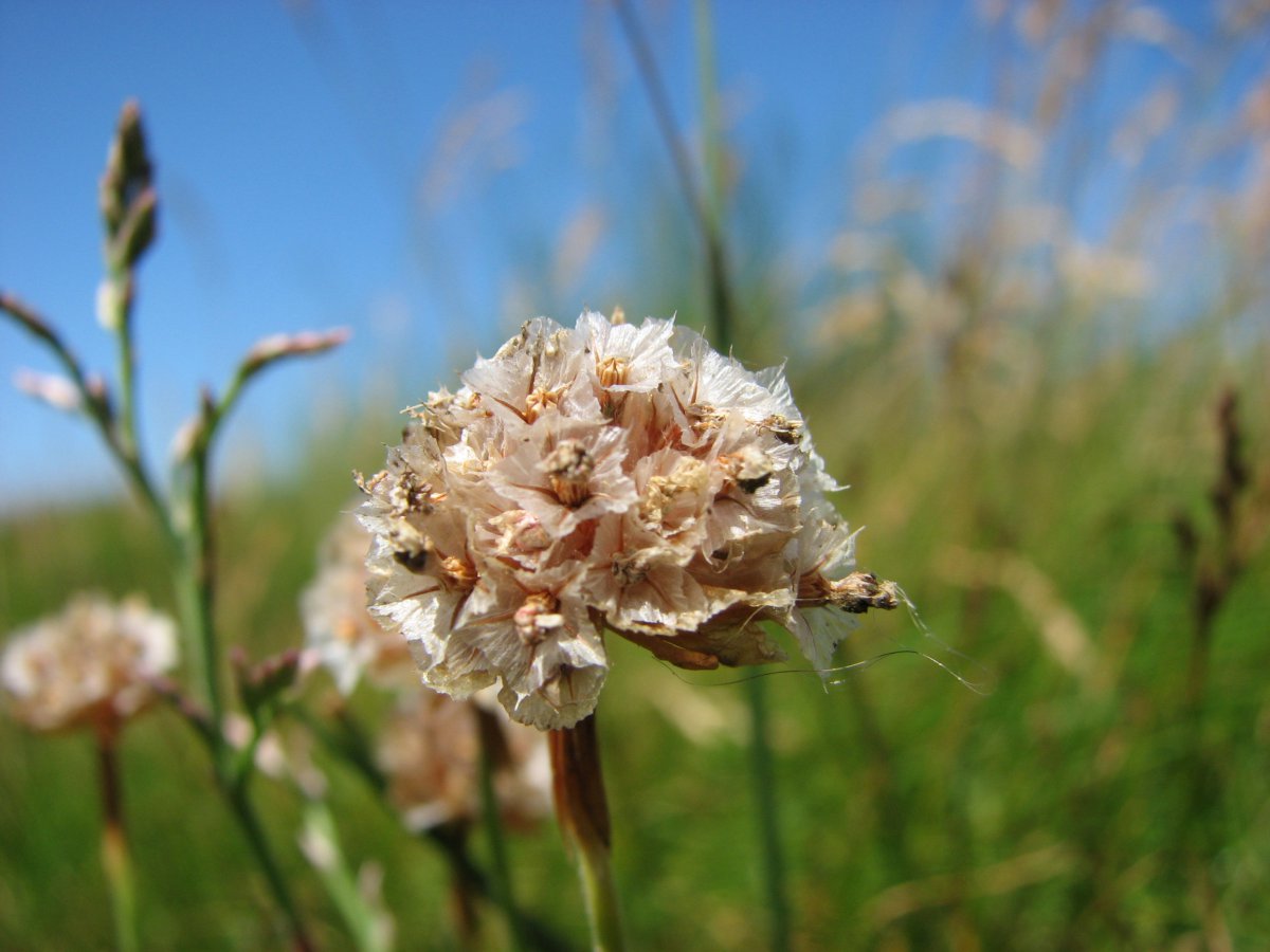 Download Strand themen kraenze Desktop Wallpaper Free Strand Themen Kraenze