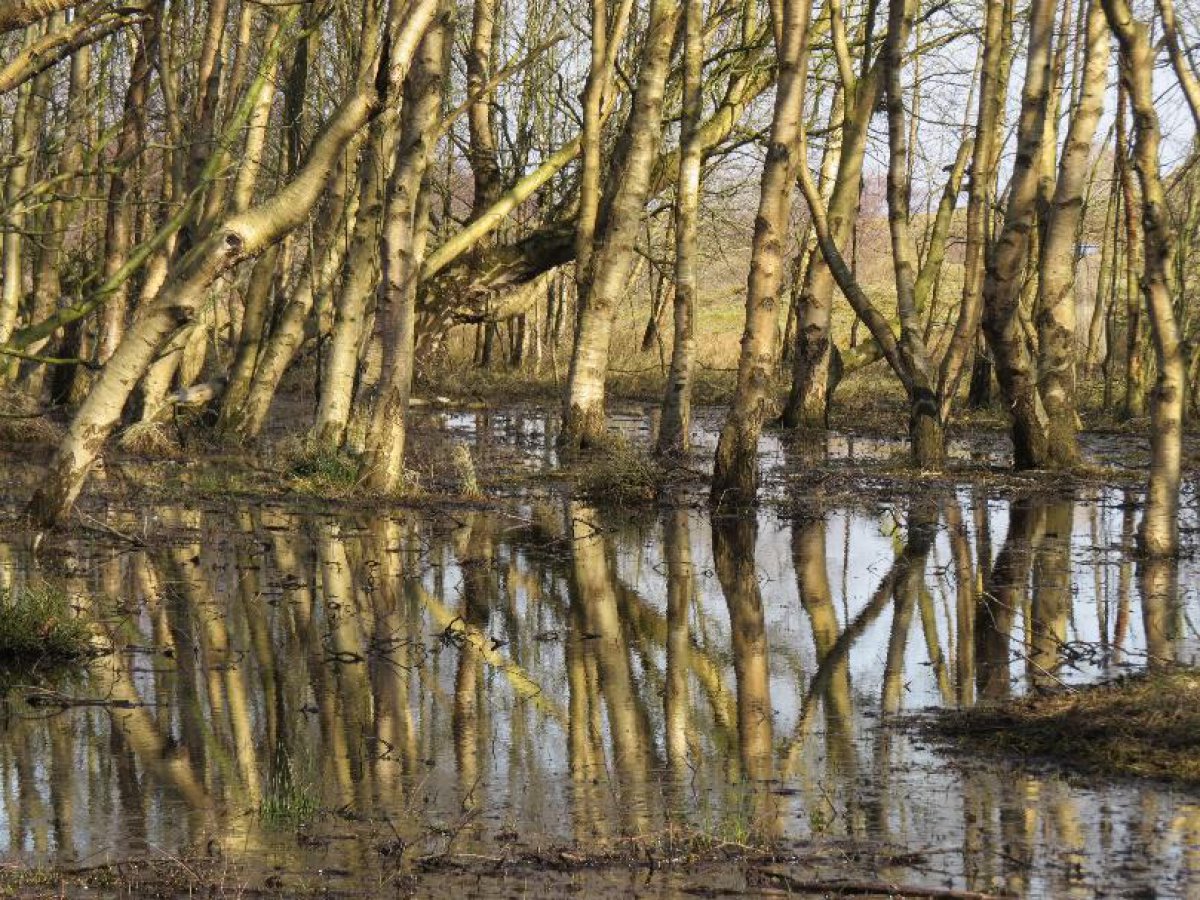 Die Birke Nicht Nur Maibaum Baltrum Online De