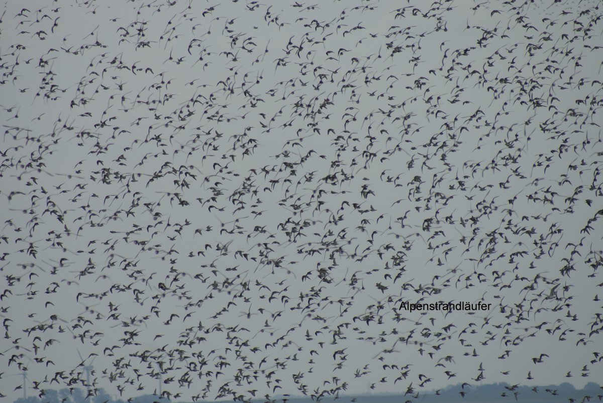 Zugvogeltage Aviathlon