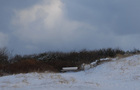 Kiefernwldchen vor dunkler Wolkenwand