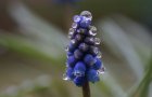 Traubenhyazinthe