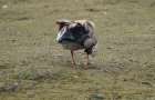 Nilgans