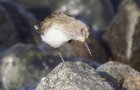 Alpenstrandlufer