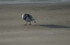 Sanderling