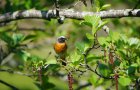 Der Herr des Nestes