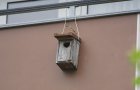 Frau Gartenrotschwanz