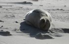 Am Baltrumer Badestrand