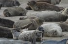 Sandbank Norderney