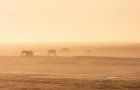 Hellerweise im Nebel im Oktober 2021