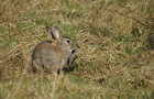 Kaninchen-Pseudo-Hase